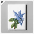 1-15_Mary-Vaux-Walcott_canvas
