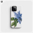 1-15_Mary-Vaux-Walcott_phone