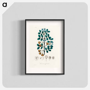 アートポスター-Guaiacum officinale Illustration
 - 薬用植物学 Poster.