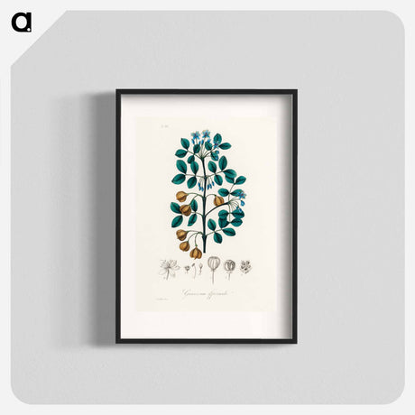 アートポスター-Guaiacum officinale Illustration
 - 薬用植物学 Poster.