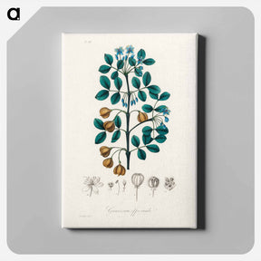 アートパネル-Guaiacum officinale Illustration
 - 薬用植物学 Canvas.