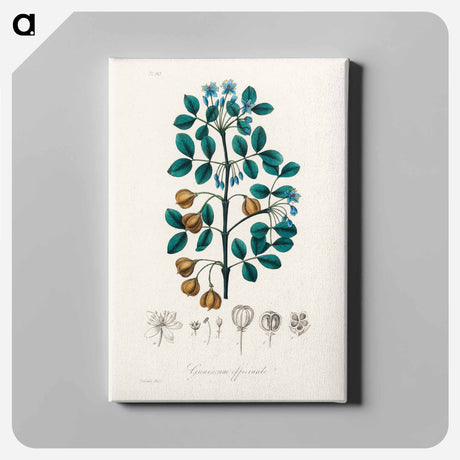 アートパネル-Guaiacum officinale Illustration
 - 薬用植物学 Canvas.