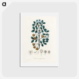 1-15_Medical-Botany_hagaki
