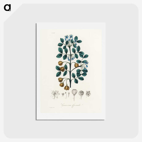 1-15_Medical-Botany_hagaki