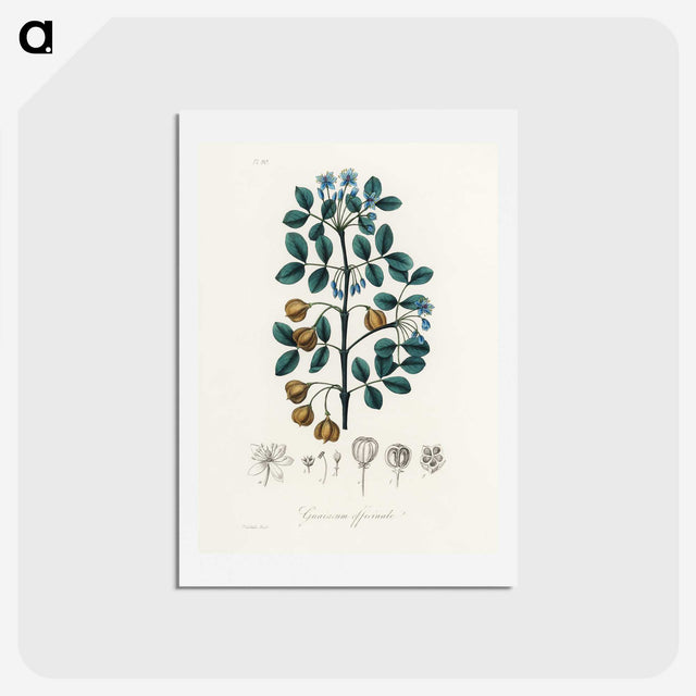 1-15_Medical-Botany_hagaki