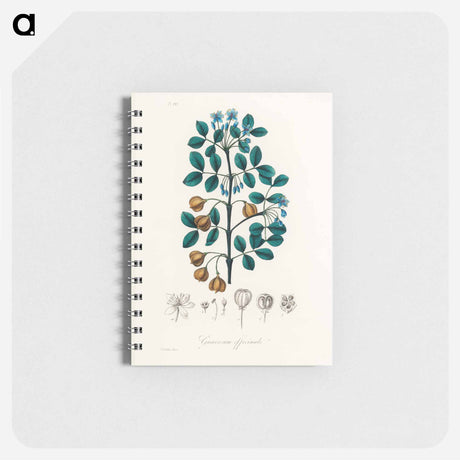 アートメモ帳-Guaiacum officinale Illustration
 - 薬用植物学 Memo.