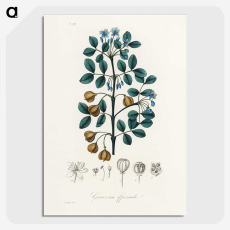 1-15_Medical-Botany_picture-crop