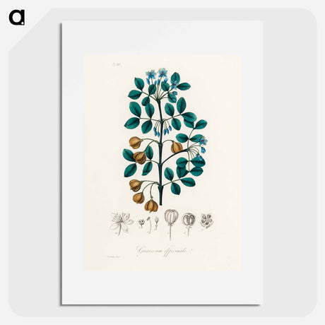 アートポスター-Guaiacum officinale Illustration
 - 薬用植物学 Poster.