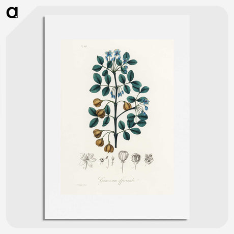 1-15_Medical-Botany_picture