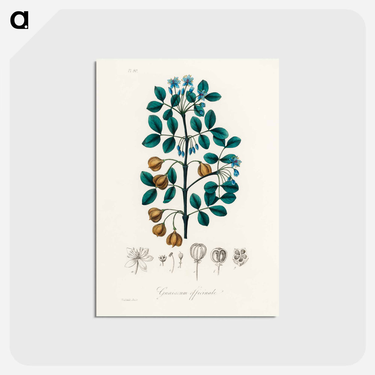 アートポストカード-Guaiacum officinale Illustration
 - 薬用植物学 Postcard.