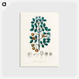 アートポストカード-Guaiacum officinale Illustration
 - 薬用植物学 Postcard.
