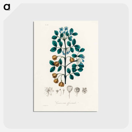 アートポストカード-Guaiacum officinale Illustration
 - 薬用植物学 Postcard.