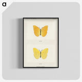 1-15_Moths-and-Butterflies-of-the-United-States_blk-crop