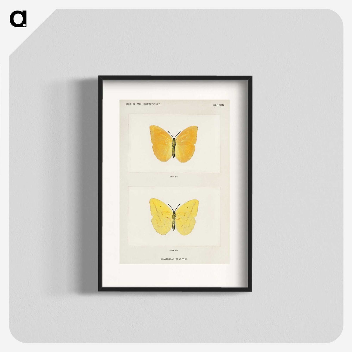 1-15_Moths-and-Butterflies-of-the-United-States_blk
