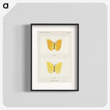 1-15_Moths-and-Butterflies-of-the-United-States_blk