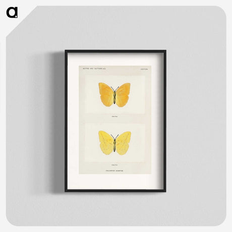1-15_Moths-and-Butterflies-of-the-United-States_blk