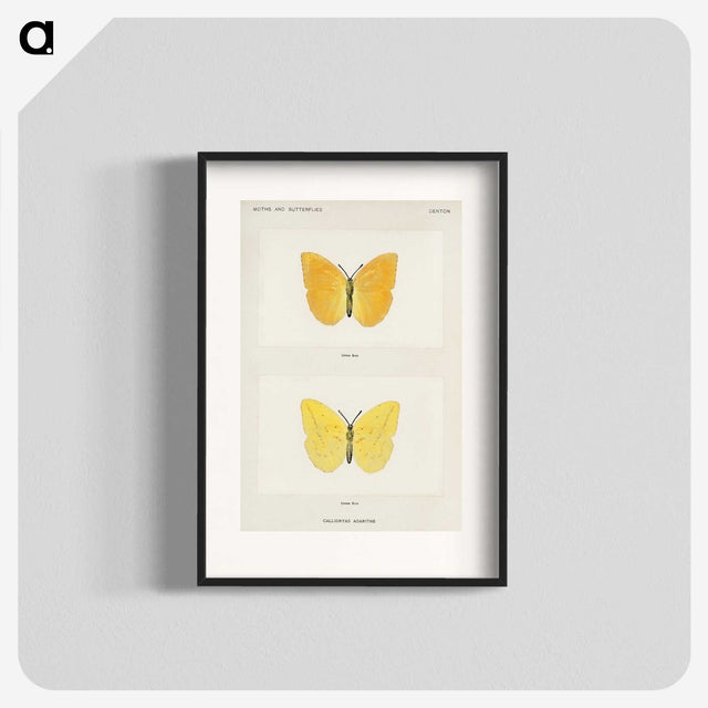 1-15_Moths-and-Butterflies-of-the-United-States_blk