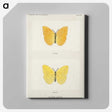1-15_Moths-and-Butterflies-of-the-United-States_canvas