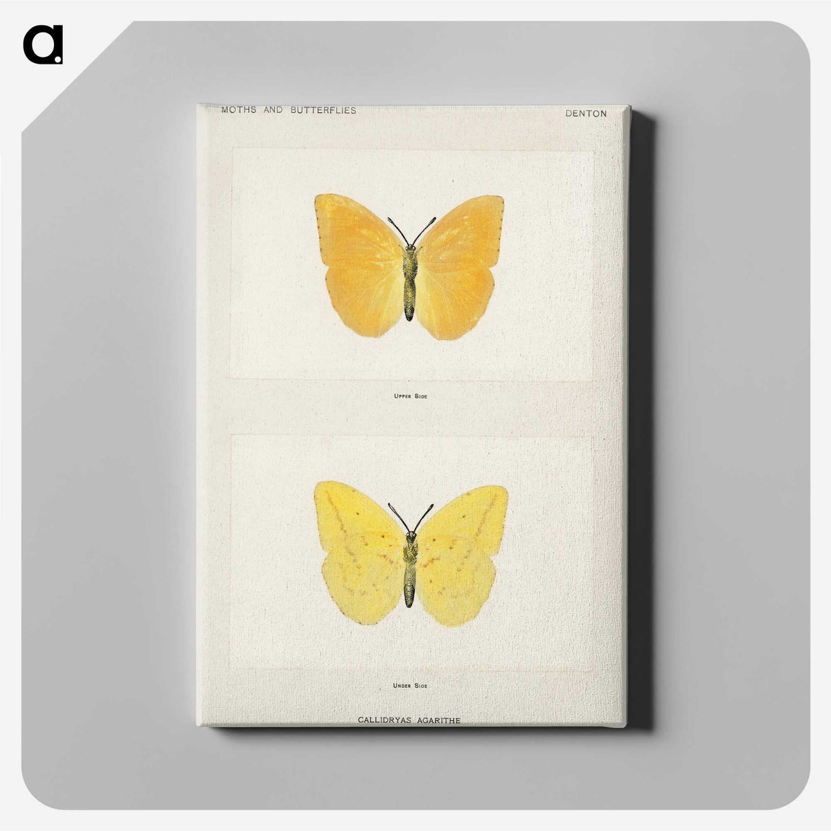 1-15_Moths-and-Butterflies-of-the-United-States_canvas