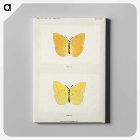 1-15_Moths-and-Butterflies-of-the-United-States_canvas