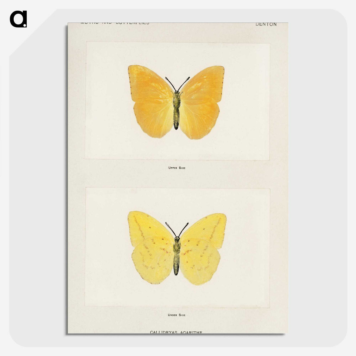 1-15_Moths-and-Butterflies-of-the-United-States_picture-crop