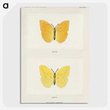 1-15_Moths-and-Butterflies-of-the-United-States_picture-crop