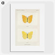 1-15_Moths-and-Butterflies-of-the-United-States_picture
