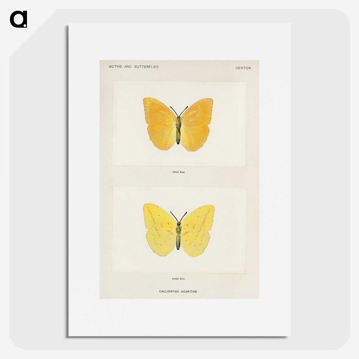 1-15_Moths-and-Butterflies-of-the-United-States_picture
