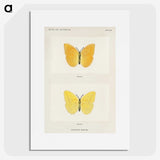 1-15_Moths-and-Butterflies-of-the-United-States_picture