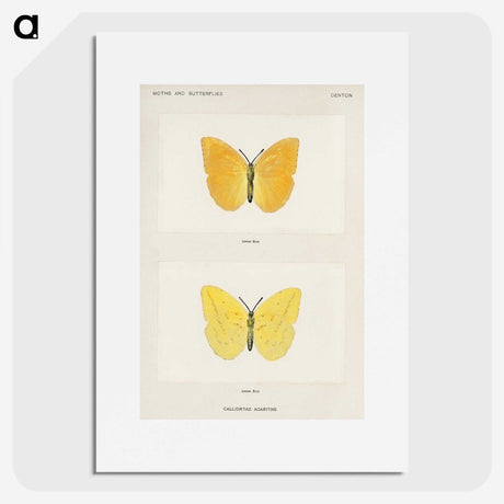 1-15_Moths-and-Butterflies-of-the-United-States_picture