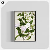 1-15_Native-Flowering-Plants-of-New-Zealand_blk-crop