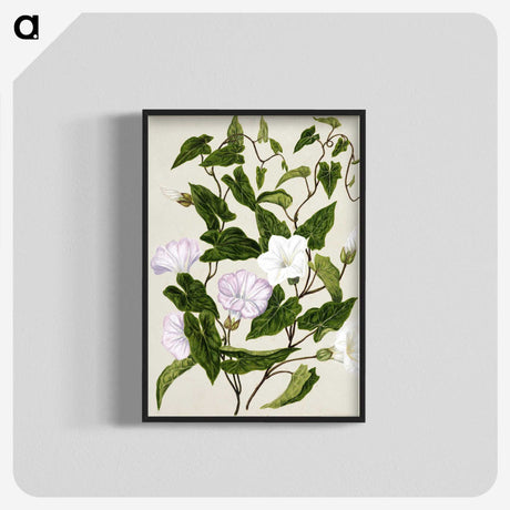 1-15_Native-Flowering-Plants-of-New-Zealand_blk-crop
