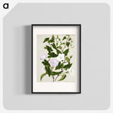 1-15_Native-Flowering-Plants-of-New-Zealand_blk