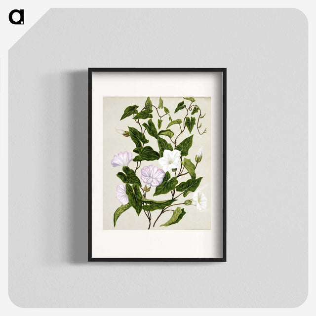 1-15_Native-Flowering-Plants-of-New-Zealand_blk