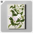 1-15_Native-Flowering-Plants-of-New-Zealand_canvas