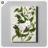 1-15_Native-Flowering-Plants-of-New-Zealand_canvas