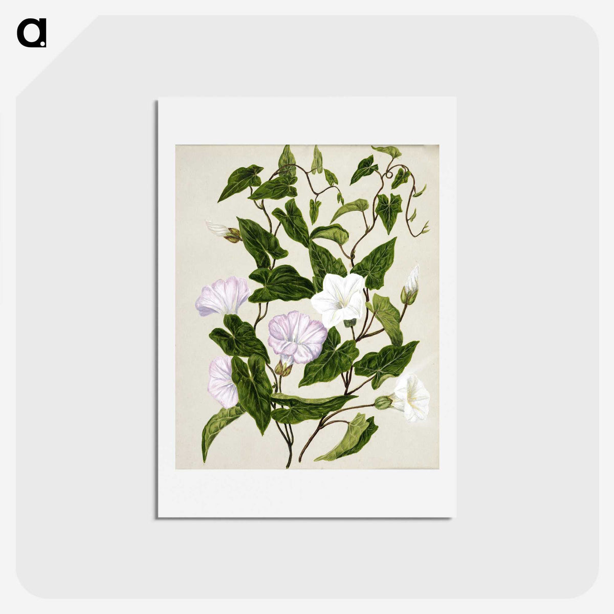 1-15_Native-Flowering-Plants-of-New-Zealand_hagaki