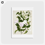 1-15_Native-Flowering-Plants-of-New-Zealand_hagaki