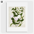1-15_Native-Flowering-Plants-of-New-Zealand_picture