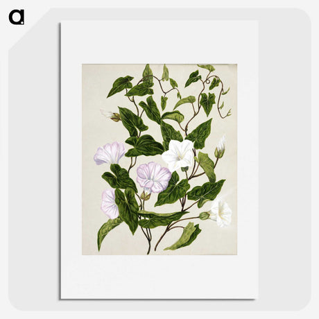 1-15_Native-Flowering-Plants-of-New-Zealand_picture