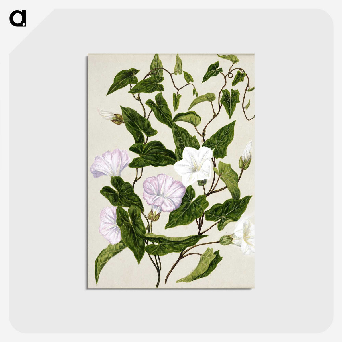 1-15_Native-Flowering-Plants-of-New-Zealand_postcard