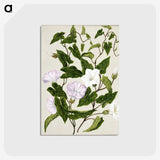 1-15_Native-Flowering-Plants-of-New-Zealand_postcard