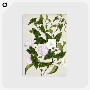 1-15_Native-Flowering-Plants-of-New-Zealand_postcard