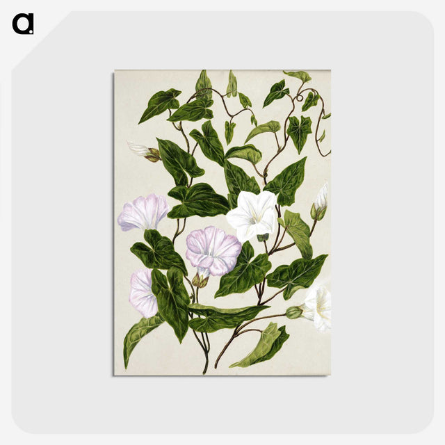 1-15_Native-Flowering-Plants-of-New-Zealand_postcard