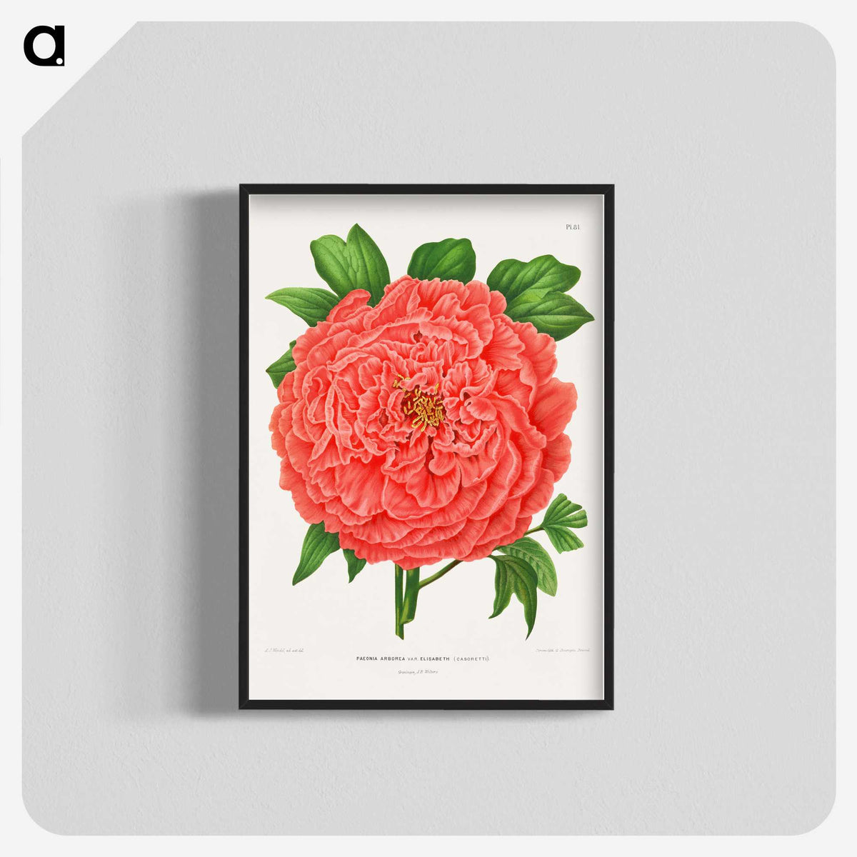 1-15_Nederlandsche-Flora-en-Pomona_blk-crop