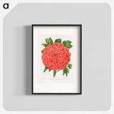 1-15_Nederlandsche-Flora-en-Pomona_blk