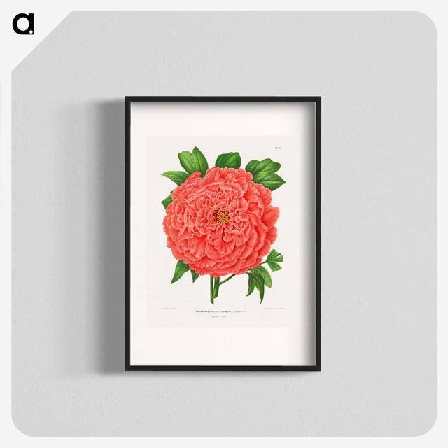 1-15_Nederlandsche-Flora-en-Pomona_blk
