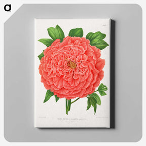 1-15_Nederlandsche-Flora-en-Pomona_canvas