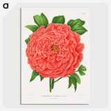 1-15_Nederlandsche-Flora-en-Pomona_picture-crop