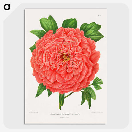 1-15_Nederlandsche-Flora-en-Pomona_picture-crop